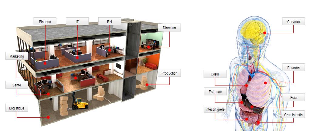 Le corps humain , un modèle d'organisation